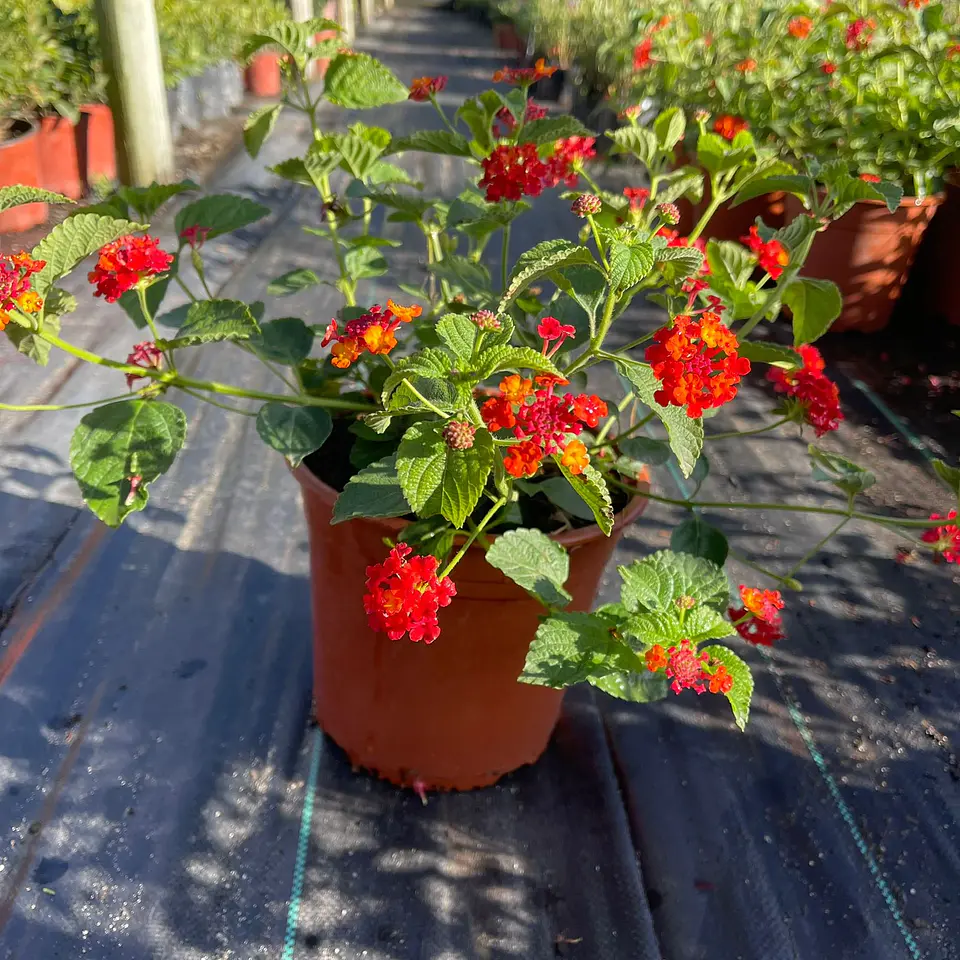 Lantana española 1