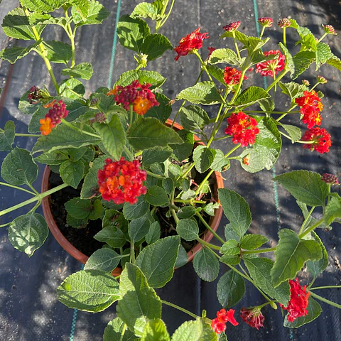 Lantana española