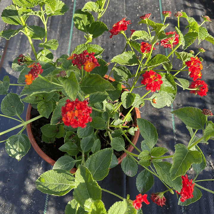 Lantana española 2