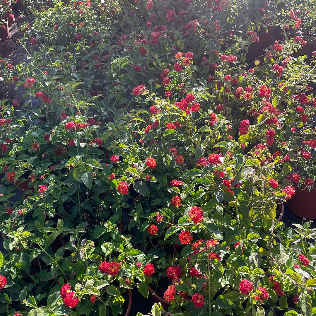 Lantana española 3