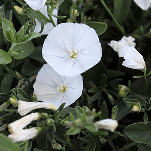 Convolvulus Sabatius (5 unidades)
