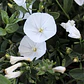 Convolvulus Sabatius (5 unidades) - Miniatura 2