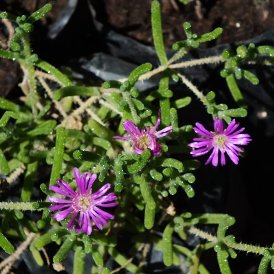 Doquilla 5 unidades 1