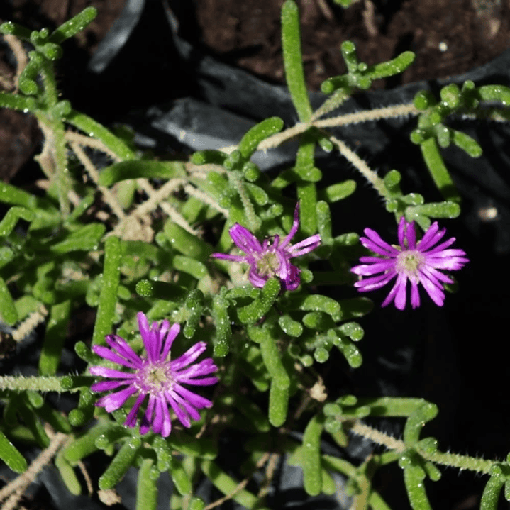 Doquilla 5 unidades 1