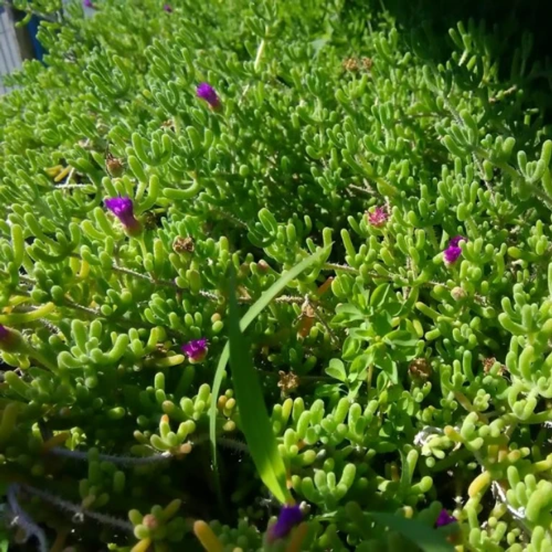 Doquilla 5 unidades 2