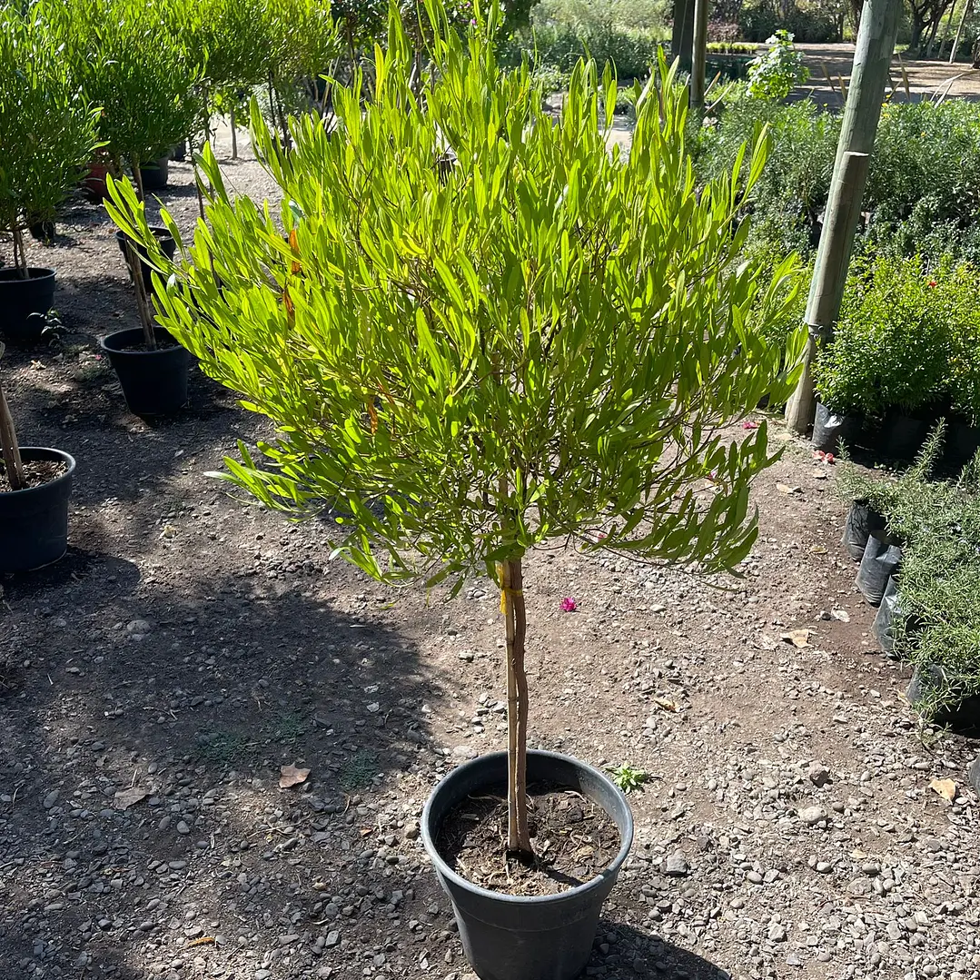 Stenocarpus pie alto 4