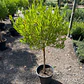 Stenocarpus pie alto - Miniatura 4
