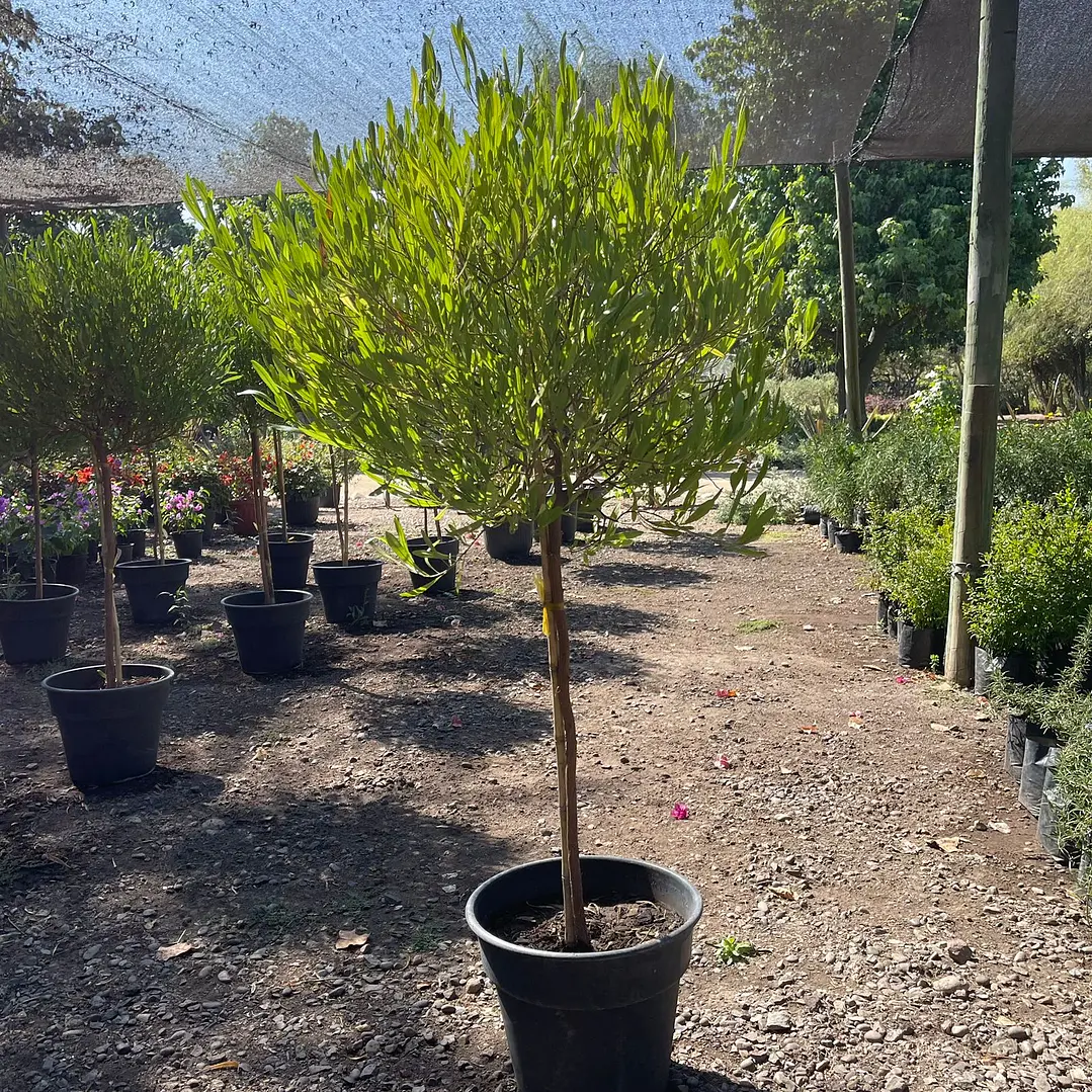 Stenocarpus pie alto 5