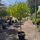 Stenocarpus pie alto - Miniatura 5