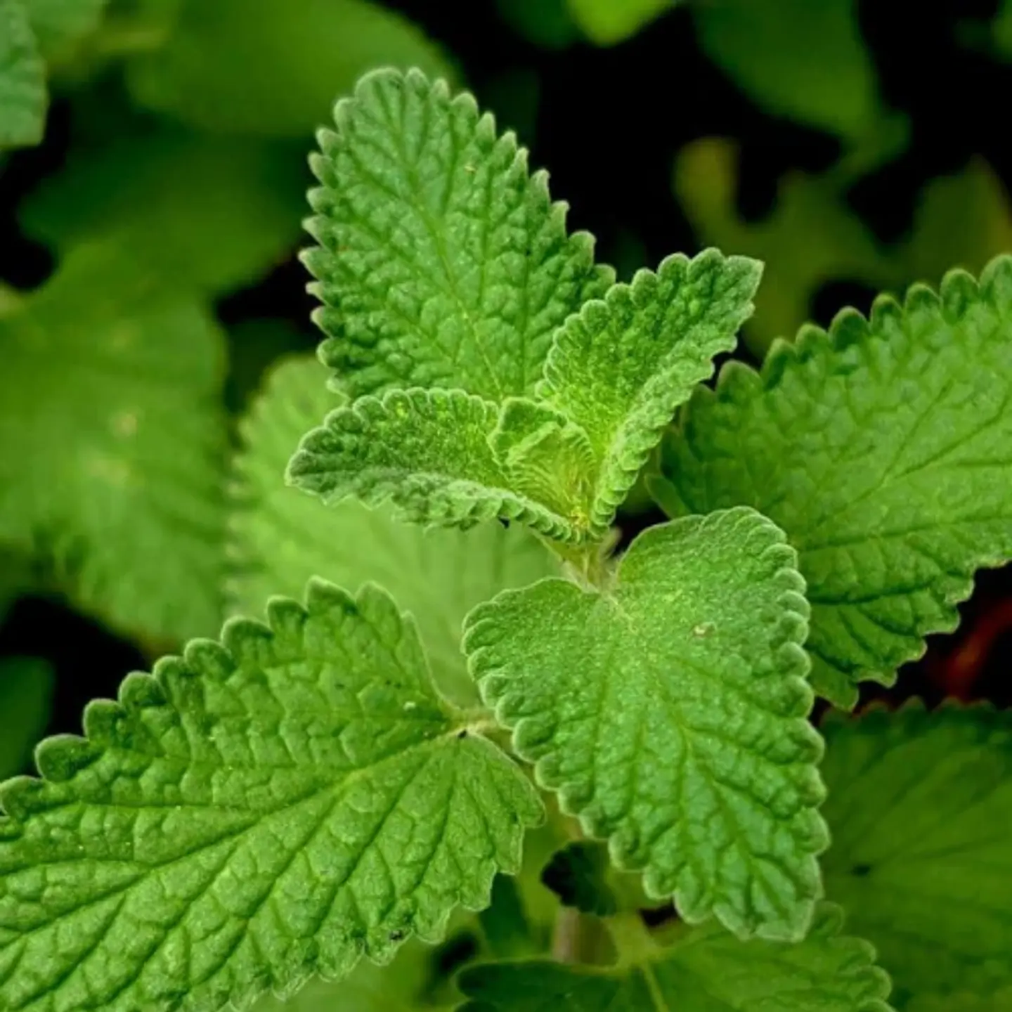Menta officinalis 3 unidades 1