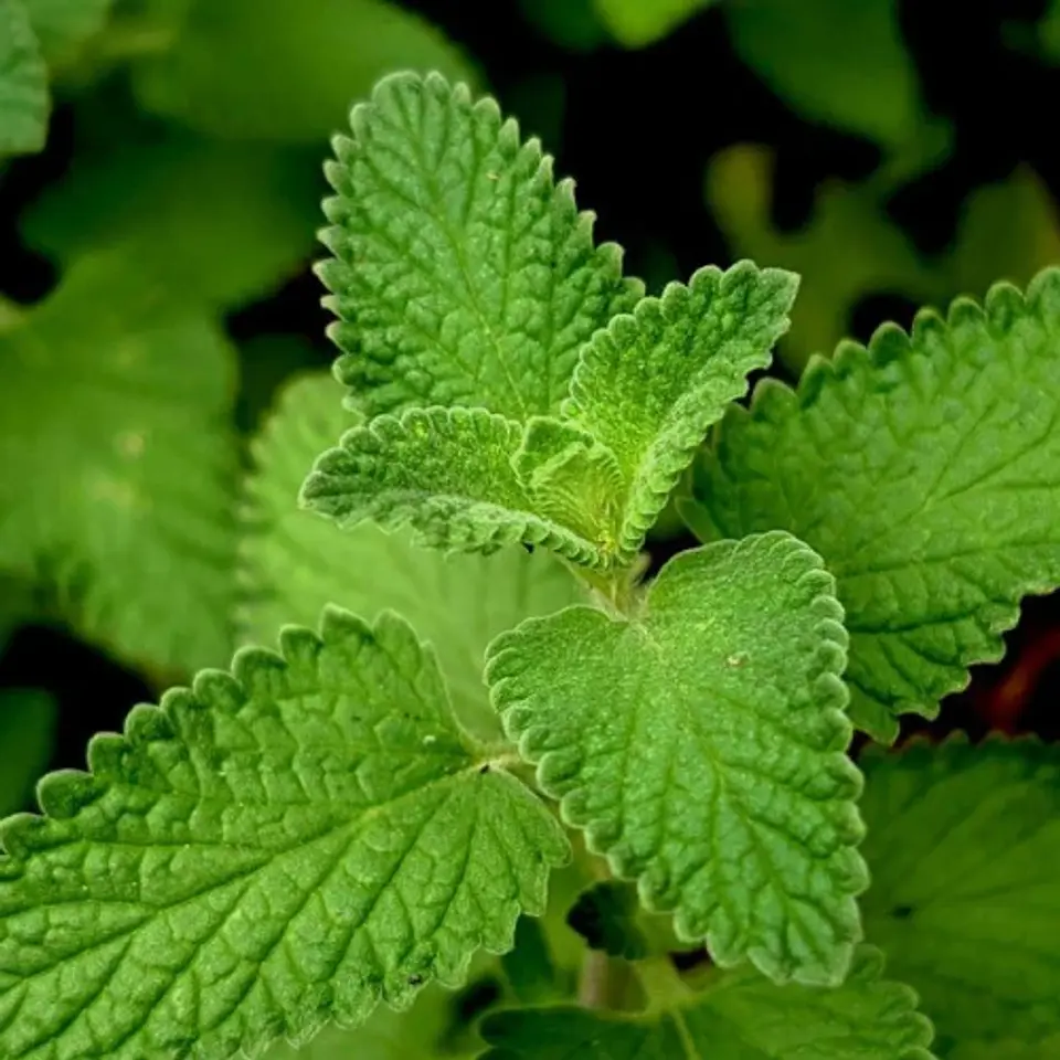 Menta officinalis 3 unidades 1