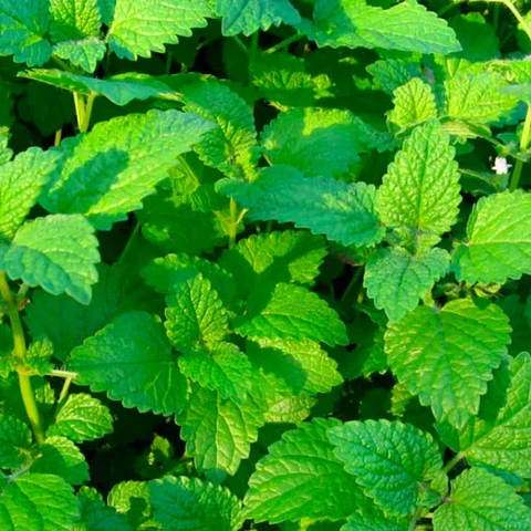 Menta officinalis 3 unidades