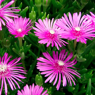 Rayo de sol 5 unidades