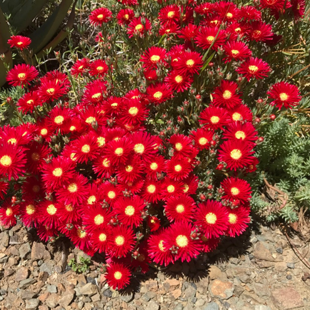 Rayo de sol 5 unidades 2