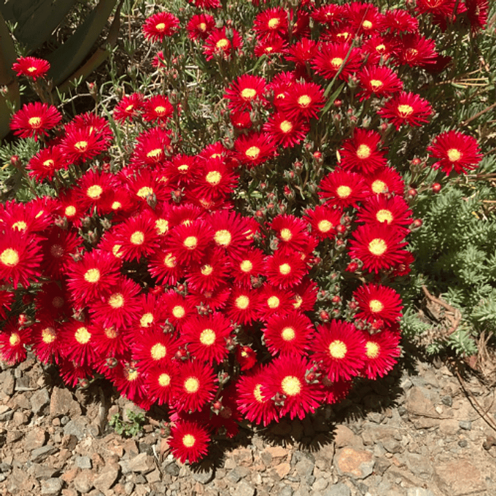 Rayo de sol 5 unidades 2