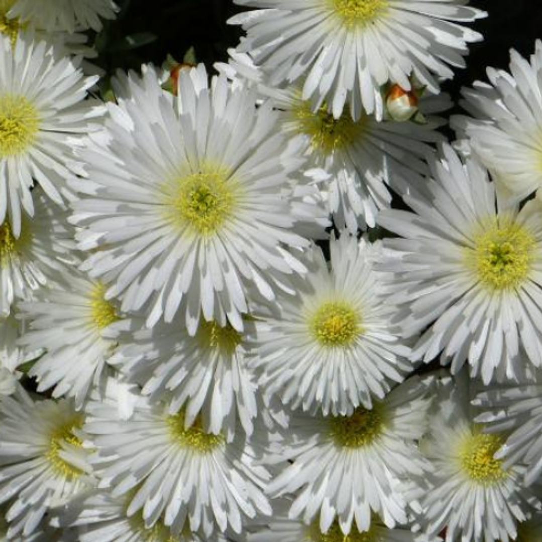 Rayo de sol 5 unidades 3