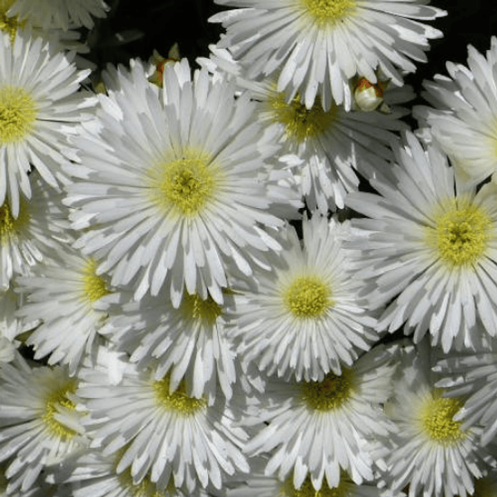 Rayo de sol 5 unidades 3