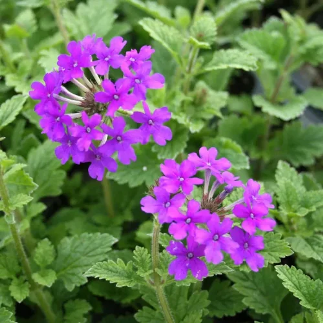 Verbena rastrera 5 unidades 1