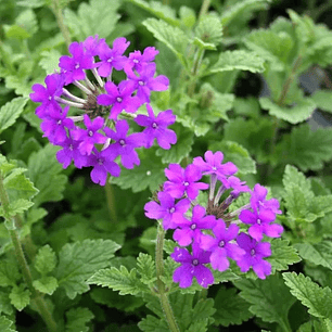 Verbena rastrera 5 unidades