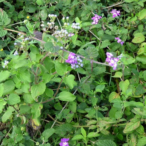 Verbena rastrera 5 unidades