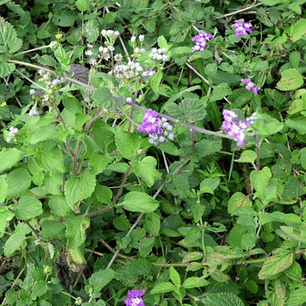 Verbena rastrera 5 unidades