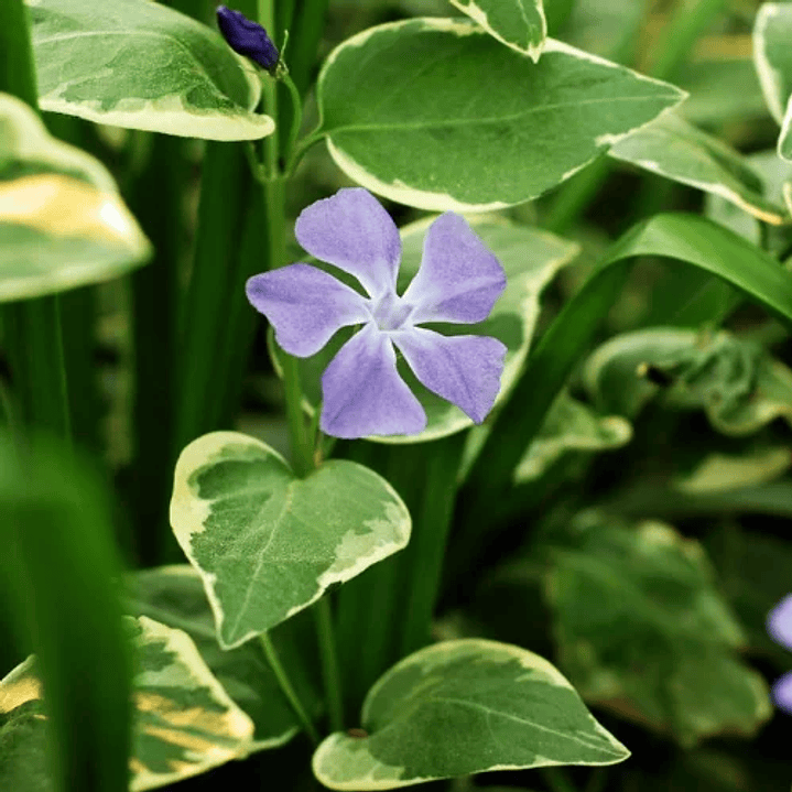 Vinca mayor variegada 5 unidades 1