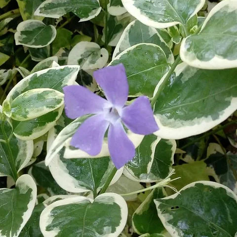 Vinca mayor variegada 5 unidades