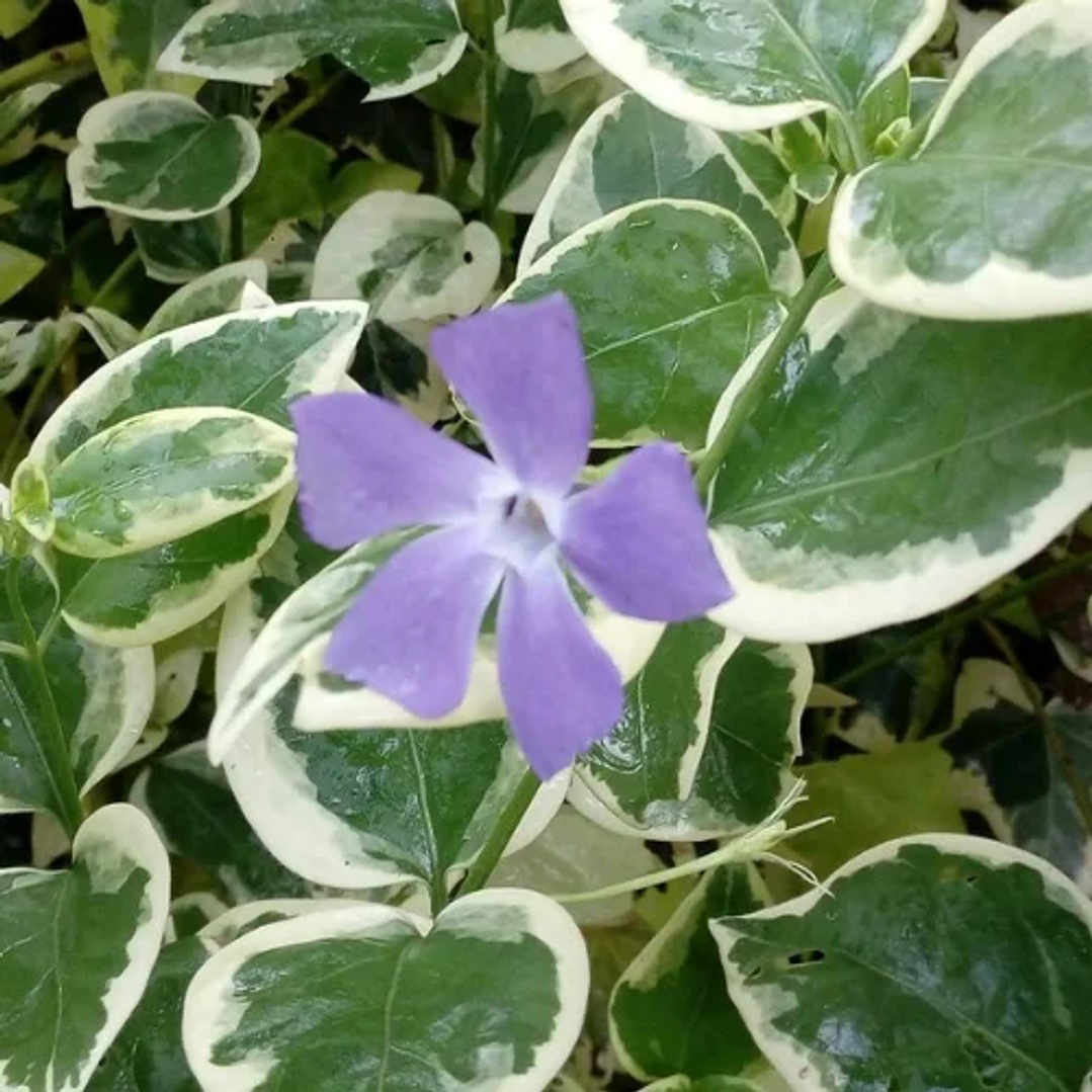 Vinca mayor variegada 5 unidades 2