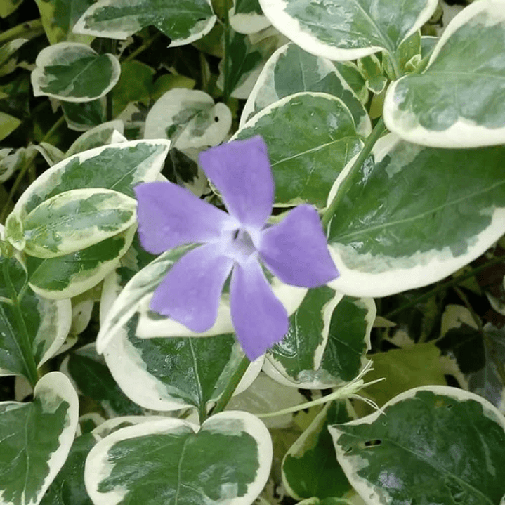 Vinca mayor variegada 5 unidades 2