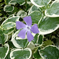 Vinca mayor variegada 5 unidades - Miniatura 2