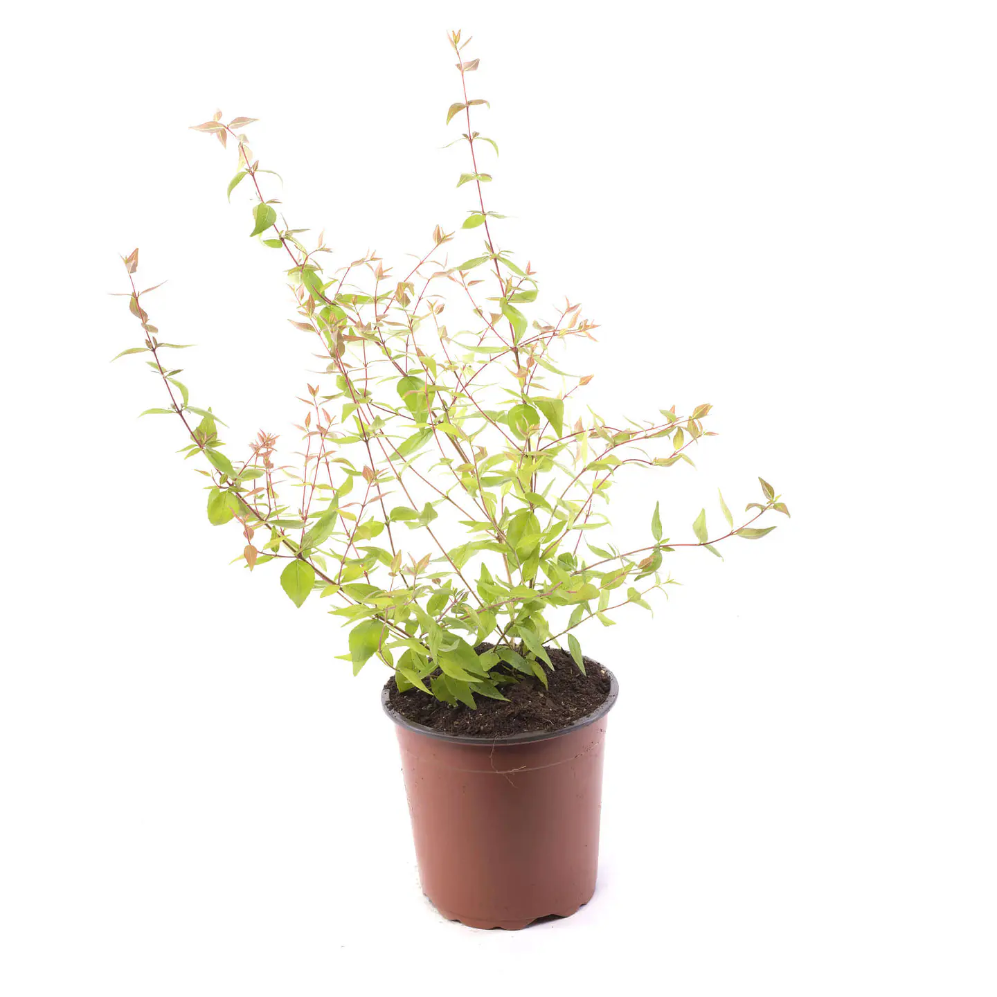Abelia 3