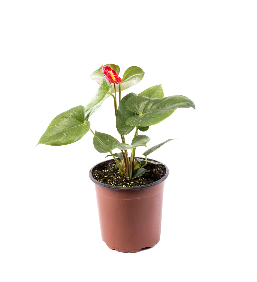 Anthurium andreanum Rojo
