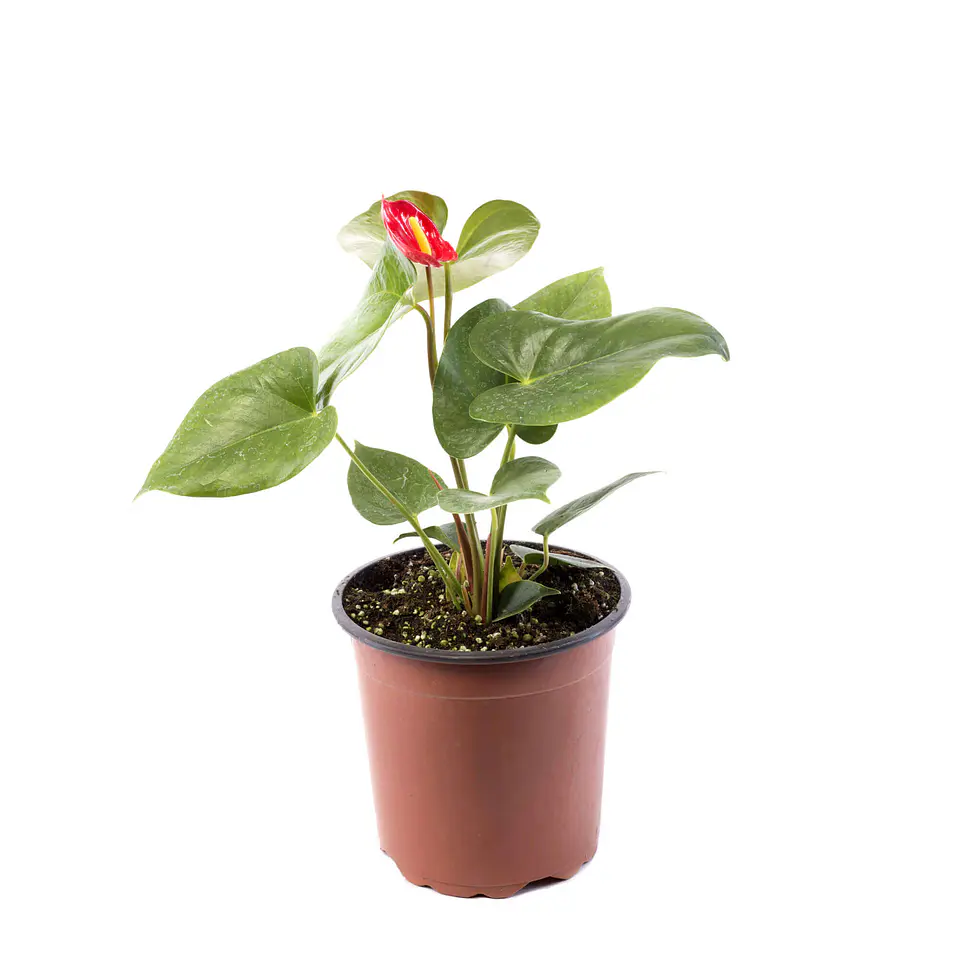 Anthurium andreanum 2