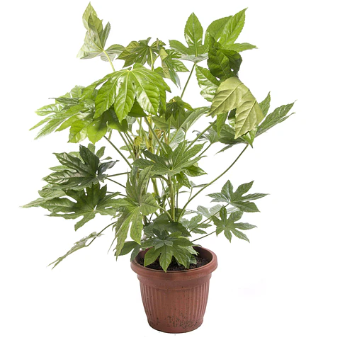 Aralia japónica