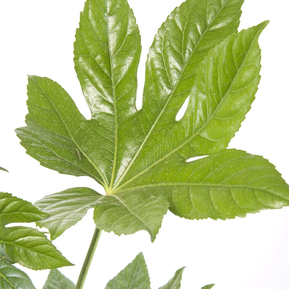 Aralia japónica 3