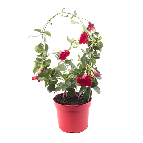 Dipladenia