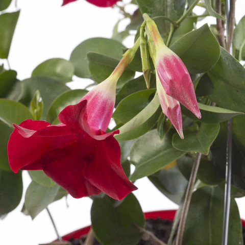 Dipladenia