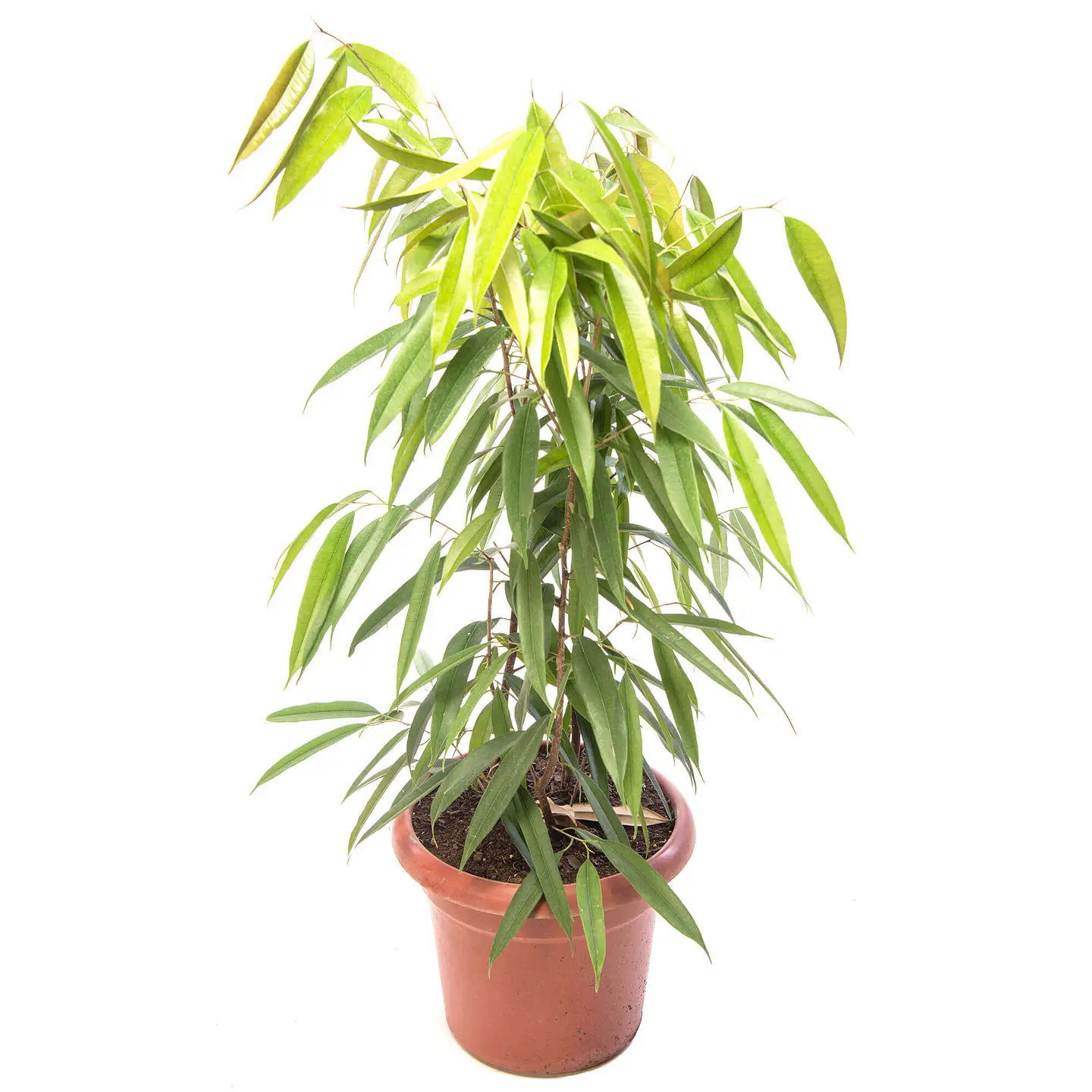Ficus alii 1