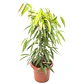 Ficus alii - Miniatura 1
