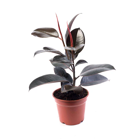 Gomero Burgundy