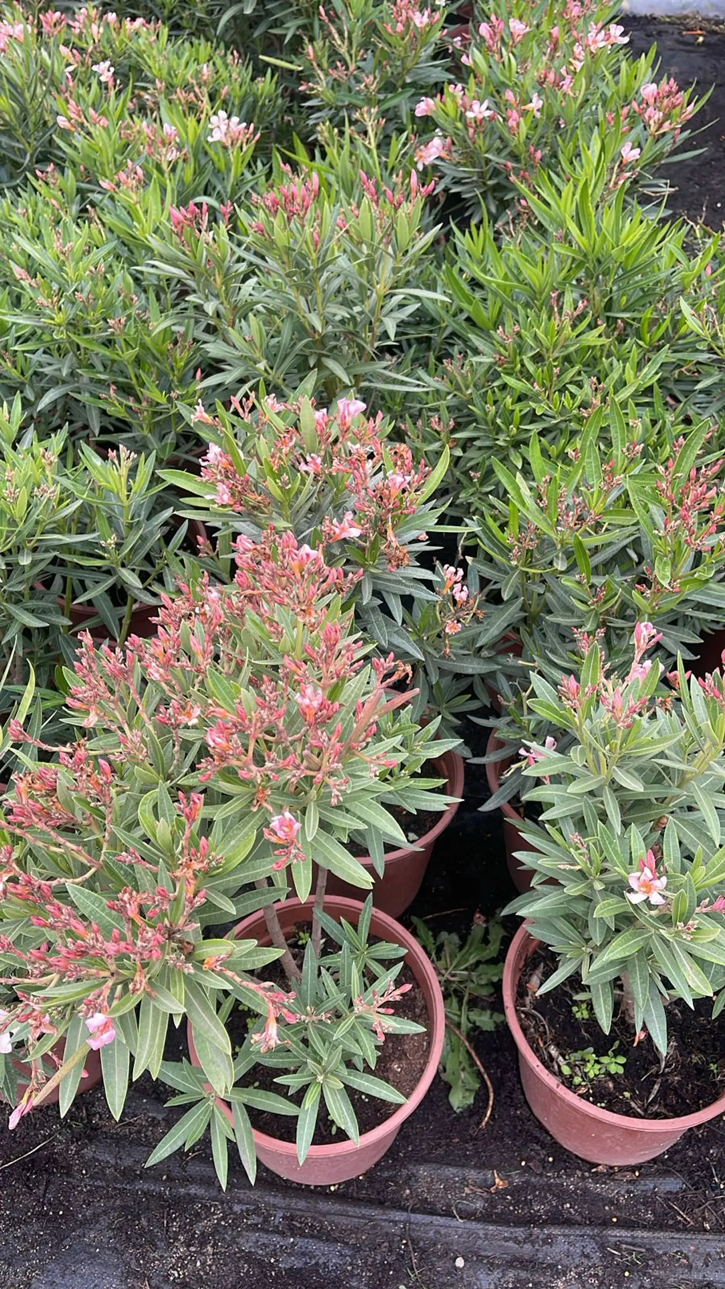Laurel de flor enano 6
