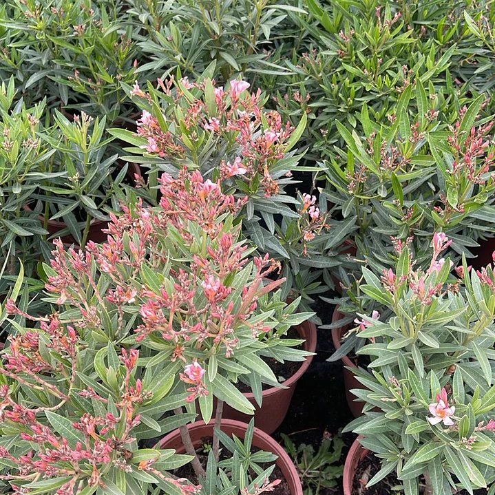 Laurel de flor enano 6