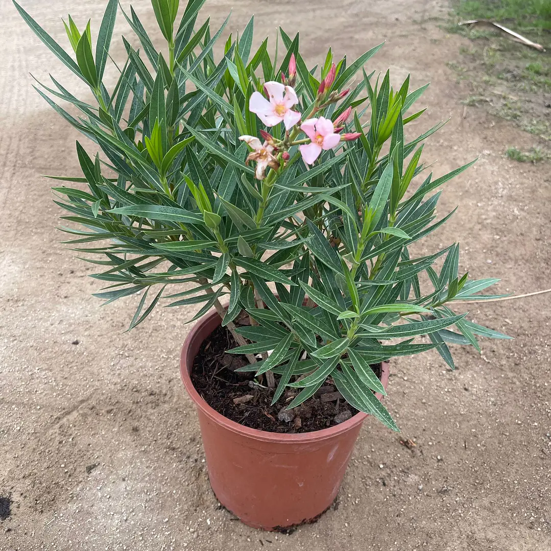 Laurel de flor enano 7