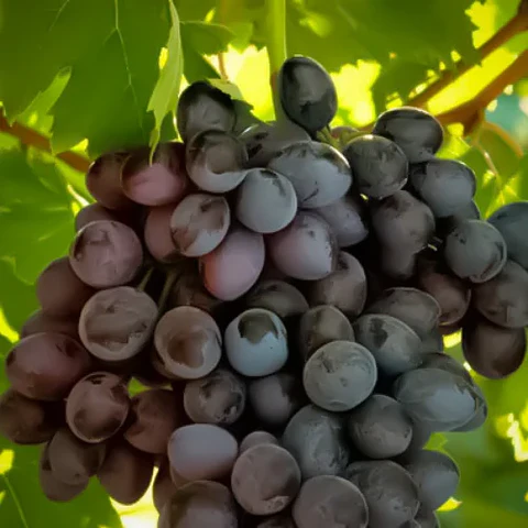 Uva Autumn Negra