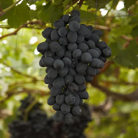 Uva Autumn Negra