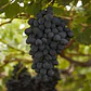 Uva Autumn Negra - Miniatura 2