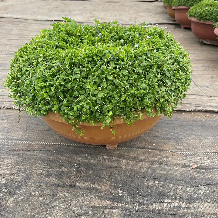 Musgo (Soreilolia en paila) 1