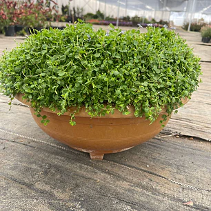 Musgo (Soreilolia en paila)