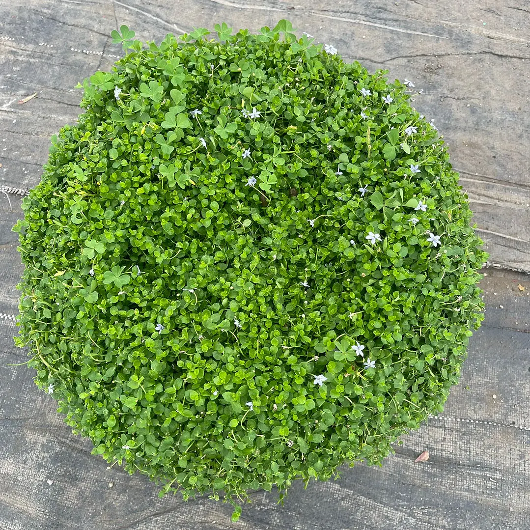 Musgo (Soreilolia en paila) 3