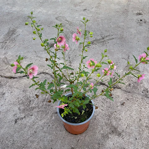 Malvita Rosada